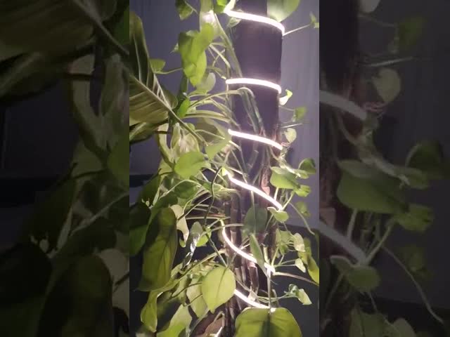 Glite ОБМАНЫВАЕТ DC 24V света веревочки УДАРА CRI 90 угла взгляда 180 градусов Dotless 378 СИД/m видео