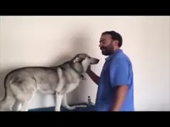 Gps отслеживая микросхему для собак, животный обломок id 134.3khz для отслеживать video