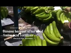 Calcium Amino Acid Chelated 15% Fertiliser For Banana Tree , Organic Tree Fertilizer