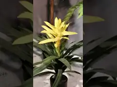 Guzmania Flexible Glue Fake Bonsai Tree 28cm High Simulation Multicolour