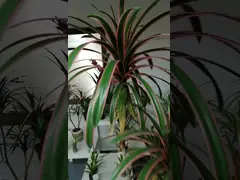 65 СМ 90 бонзаев дерева дракона высокой симуляции СМ искусственных video