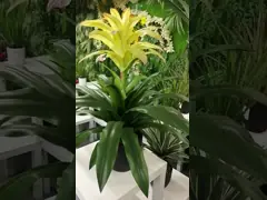 Multicolour Guzmania Flexible Glue Artificial Bonsai Tree 44 CM 56 CM