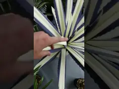 Столетник американа гибкого клея искусственный с пурпурной стороной video