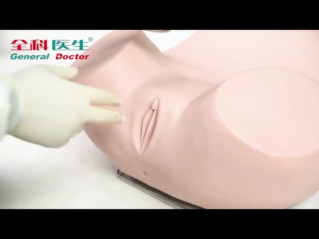 ハイテクの女性の医学の訓練の人体摸型/子宮の観察、頚部モデル