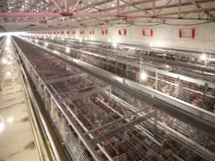 Регулировать автоматическую систему клетки батареи, обогащенная клетка провода стальная для цыпленка video