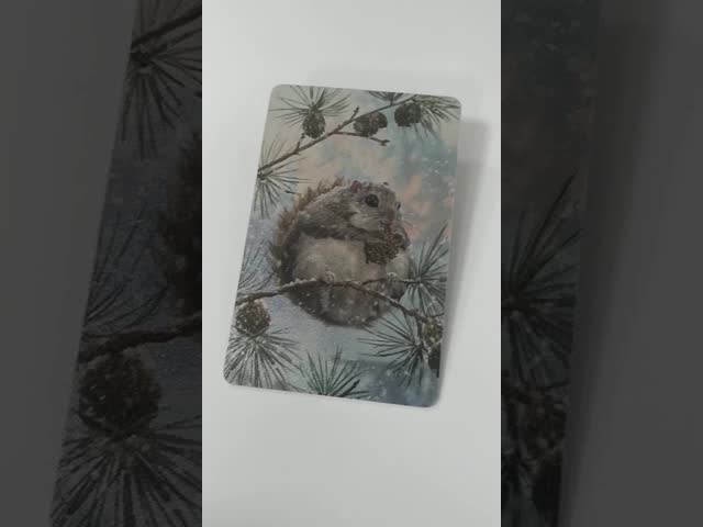 Children Educational 30mil Animal PVC Business Cards