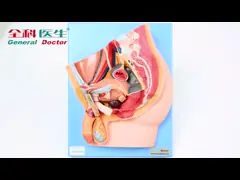 Медианный сагиттальный раздел мыжской модели таза для тренировки больниц video