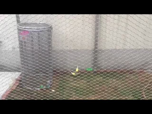 Сетка веревочки провода зоопарка 4.0mm Aviary SS316 для клеток птицы видео