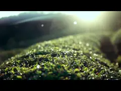 99% Accuracy Tea Color Sorter Machine With Super Brain Identification