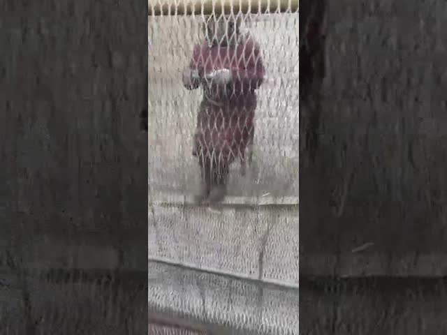 セリウムの動物園によってHandwoven SS304 Xはケーブルの網ががちである