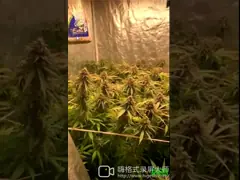 Waterproof 480W 5x5 LM301H LED Grow Light 3000k 5000k IR UVB Led Grow Light