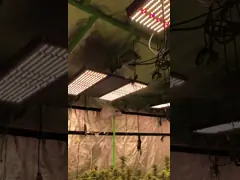 White 3000k Dimmable LM301H SAMSUNG Full Spectrum LED Grow Light