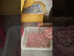 Коммерчески машина 300 шутихи гайки - машина разделителя арахиса 500kg/H video