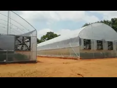 Large Tunnel Ground Polyethylene Film Greenhouse Customized For Tomato video