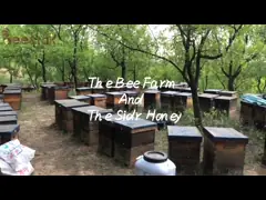 Jujube Sidr Raw Organic Natural Bee Honey Dark Amber Color