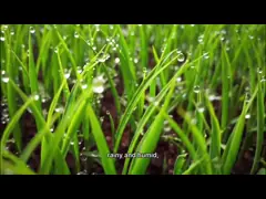 достаточная нержавеющая сталь материалов 70Ltr доит ведро ведер оливкового масла контейнера video