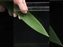 Естественный большой бамбук украшения еды суш размера выходит 7-11cm video