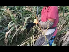 Перчатки работы мягкой половины латекса покрывая для пользы земледелия и отделки цветка video