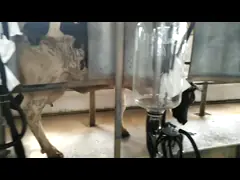 Автоматическая машина коровы козы завода доя салона оборудования молочной фермы шевронная video