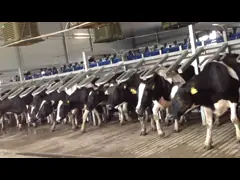 Оборудование метра доя салона коровы козы завода шевронное электронное video