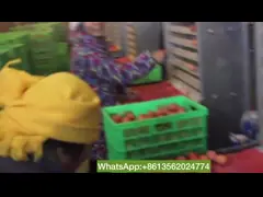 Ширина системы 100mm собрания яйца птицы коммерчески Al Zn 5000pcs/Layer стальная video