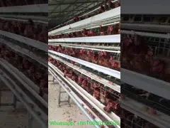 10000 слоев клетки цыпленка батареи цыпленка используемой клеткой video