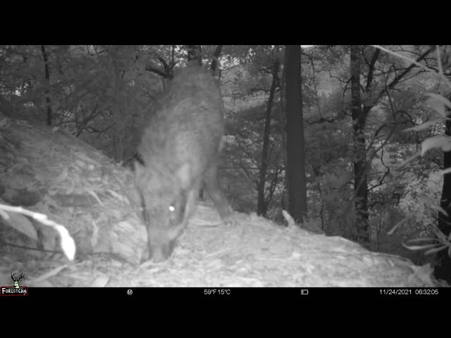 4K Trigger 0.13mA Wildlife Hunting Trail Camera 0.15s 2.0