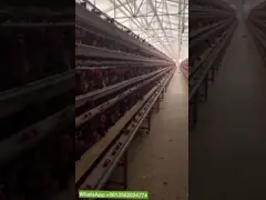 Q235 Battery Cages Laying Hens Chicken Farming Materials A Type