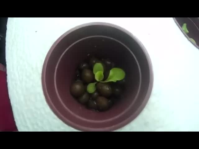 O diodo emissor de luz completo do espectro da germinação 4992lm da semente cresce luzes para a estufa de cultivo interna