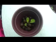 Небольшой полный спектр Ip44 привел электрические лампочки, RoHS привел для того чтобы вырасти света для вертикального сельского хозяйства video