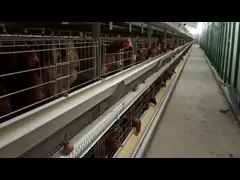 Прочный большой батарейный куриный клетка легкий в очистке слой оцинкованной стали video