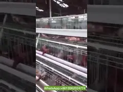 Equipaggiamento delle fattorie di polli