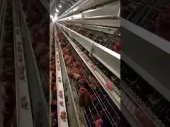 Система слоя клеток батареи животных цыпленка с автоматическим поилком и уборщиком питателя video