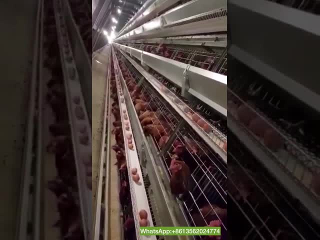 Горячее оцинкованное типа А 3 / 4 слой куриной клетки слой птицы для сельскохозяйственного оборудования