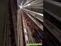слой яйца цыпленка батареи 192/240Birds/Set Q235 арретирует для фермы большого диапазона video
