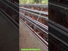 3 курятник класть яйца клетки 410mm цыпленка яя ярусов глубокий video