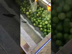 Промышленная автоматическая машина стирки овоща и плода очищая для салата томата video