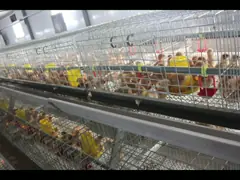 Серебряная чистка позема клетки металла цыпленка младенца батареи для фермы video