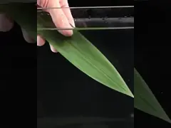 Листья свежего загрязнения свободные 35cm китайские бамбуковые video