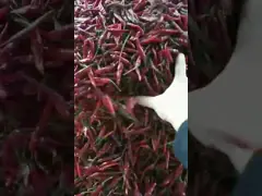 Машина 400 разделителя цвета чилей выбора формы - 600Kg/H слой 8.2kw одиночный/двойной video