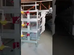 Тип клетка h бройлера с системой птицы выпивая video