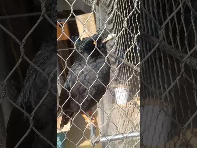 フェルラステンレス鋼の鳥の飼鳥園の金網の網