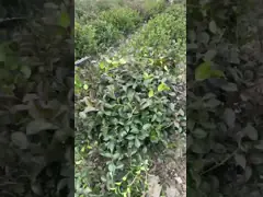 Триммер изгороди длинных садовых инструментов времени работы от батарей электрический изогнутый с безщеточным мотором video