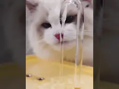 Фидер кота микросхемы автоматический для множественных любимцев 3.2L video