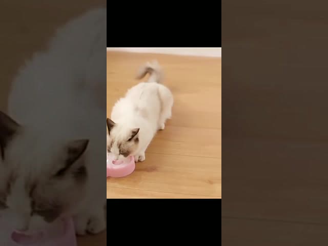 Анти- переворачивая хранение воды двойного шара воды кота автоматическое для защиты цервикального позвоночника видео