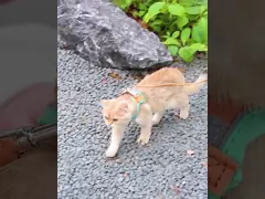 Проводки кота ABS комфорт пинка жилета любимца регулируемой отражательный video