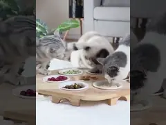 Деревянный шар стойки 3 шара собачьей еды повысил дома медленный фидер video