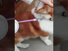 Набор горячей продажи Амазонки противоракушечный и водоустойчивый PVC собаки воротника и поводка для любимцев идя outdoors video