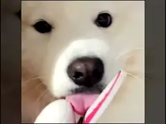 любимцы зимы 1kg осени 68-88cm нося одежды video