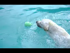 Игрушка многофункциональной электрической собаки плавая для молярный очищать зубов video